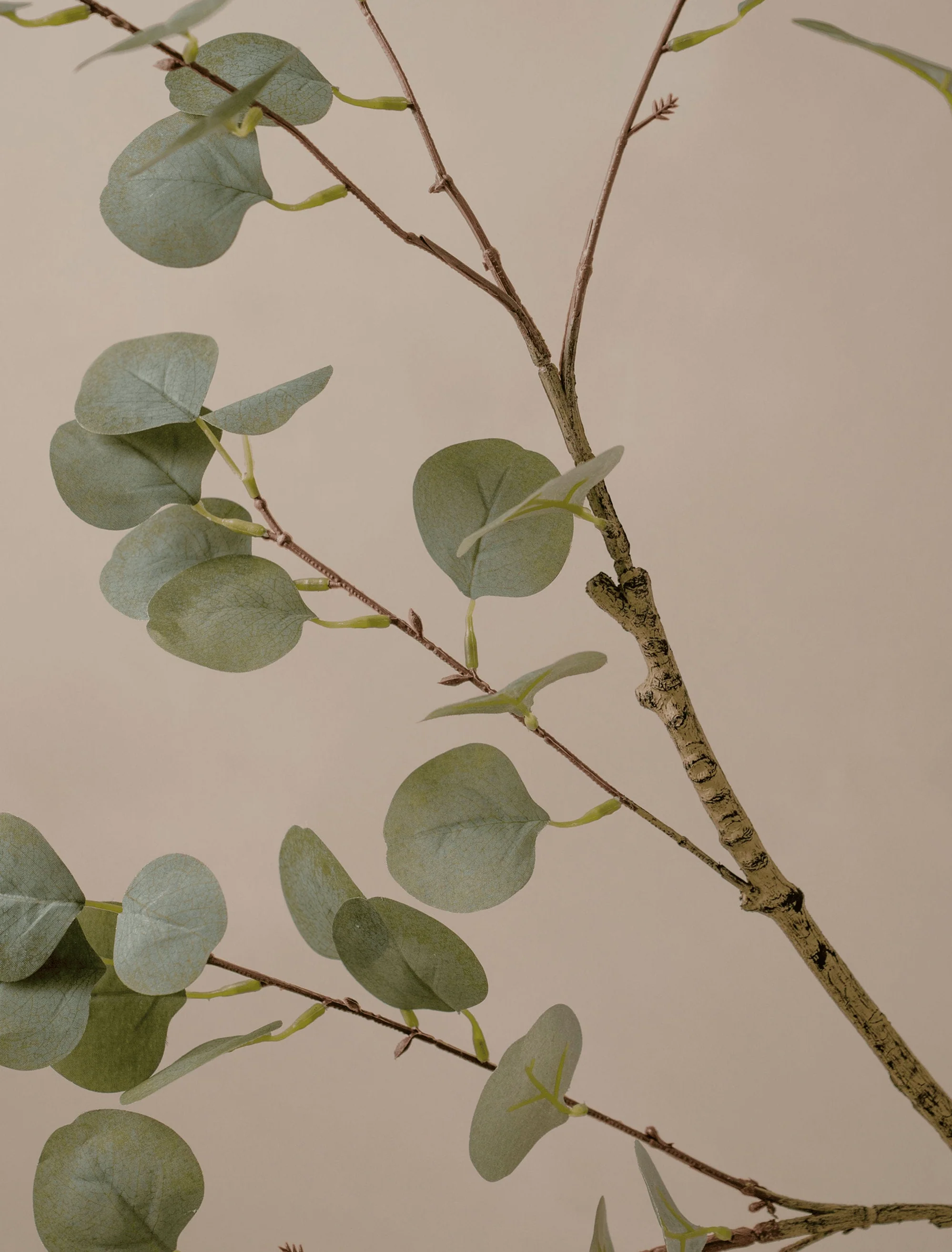 Faux Eucalyptus Oversized Branch (2 branches) - Image 3