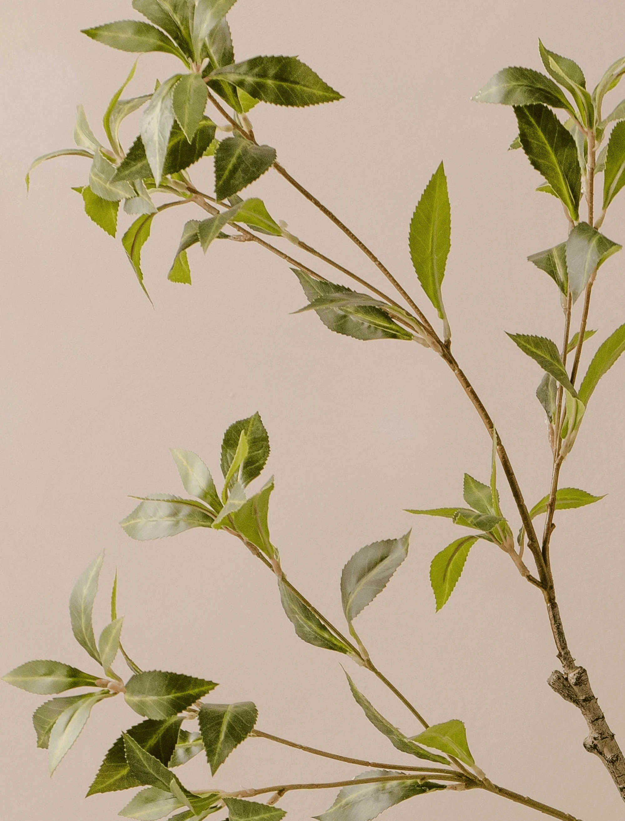 Faux Green Oversized Pieris Branch (2 branches) - Image 3